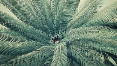 palm tree